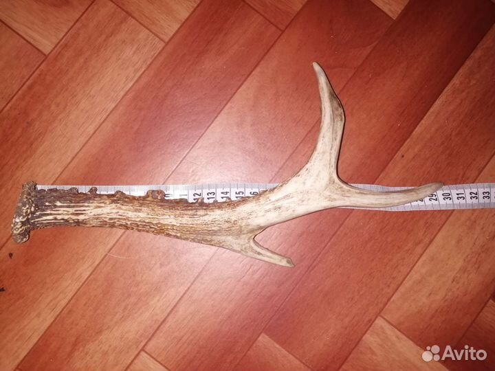 Рог косули 30 сантиметров