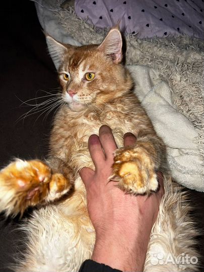 Мейнкун полидакт