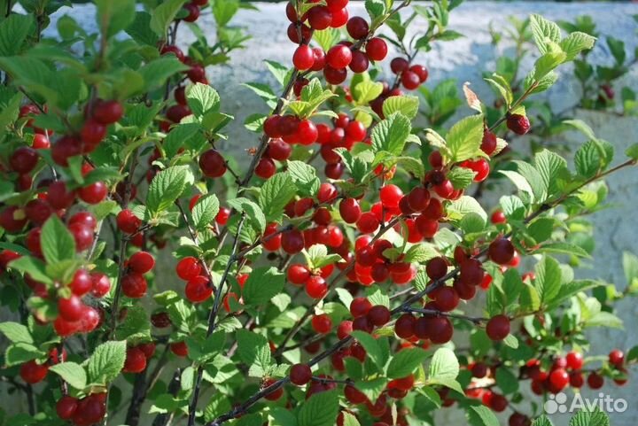 Вишня сладкая крупная морозостойкая