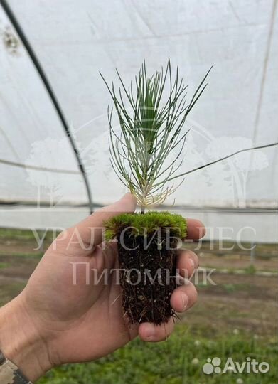 Сеянцы Лиственницы Сибирской с зкс