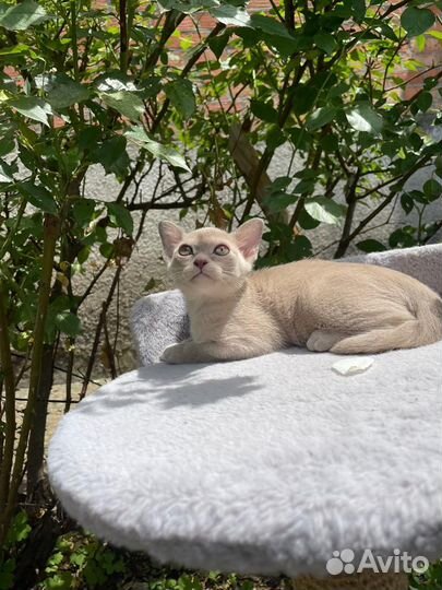 Бурманские котята