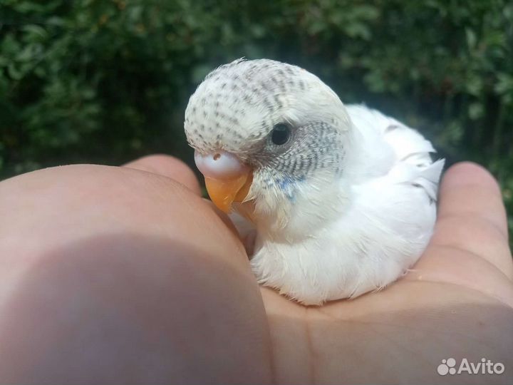 Птенчики волнистых попугаев
