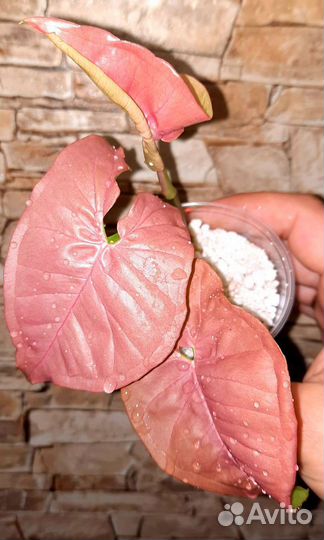 Сингониумы сортовые