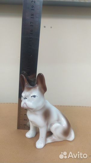 Французский бульдог фаьнс