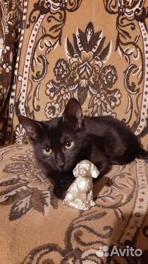 Котенок очень ищет дом