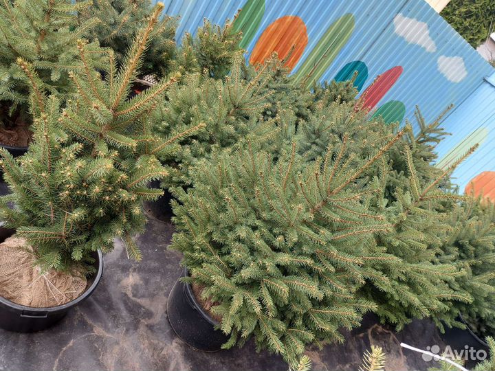 Ели новые поступления из питомника