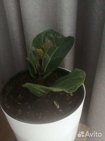 Фикус бамбино лирата