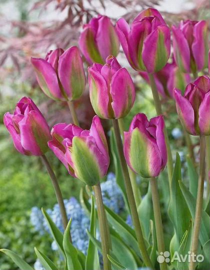 Тюльпан Найт Райдер 1 уп. (3шт.) фракция 11/12