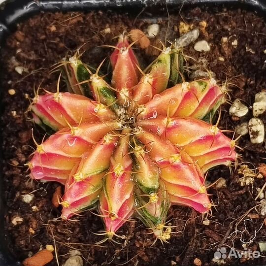 Гимнокалициум LB2178 Aqua Dulce hybrid