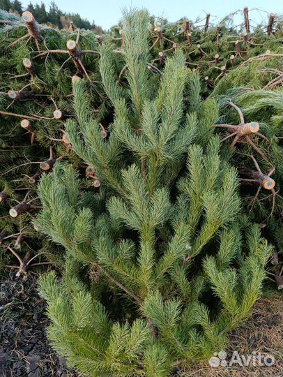 Оптом Живые Елки Сосны Лапник пихты новогодние