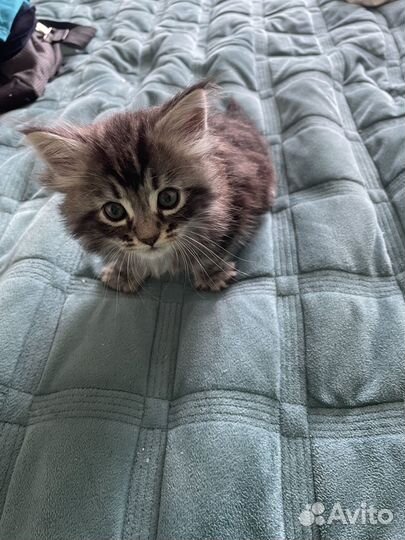 Отдам бесплатно