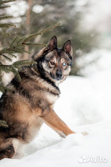 Собака Рэкс метис с хаски в добрые руки