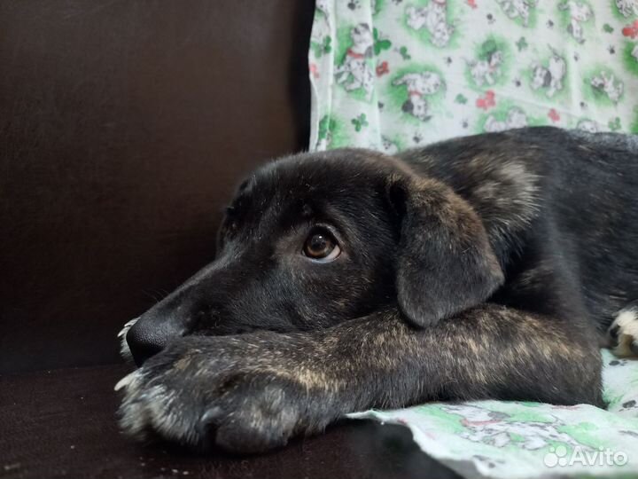 Щенулька мальчик