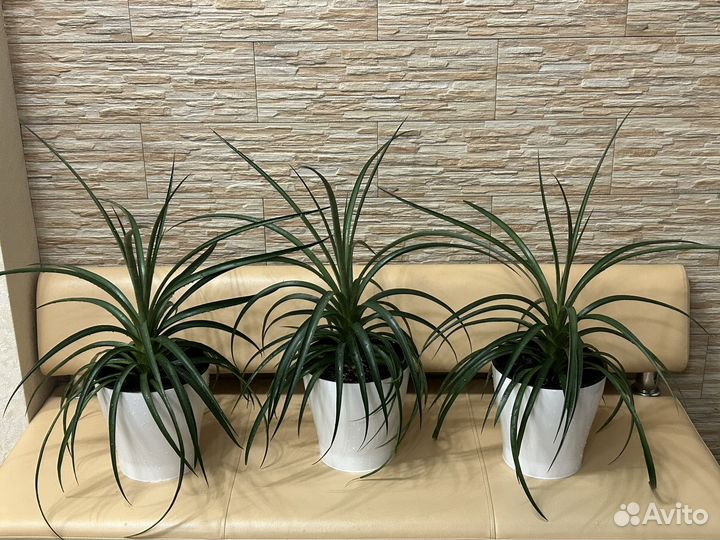 Экзотическое растение Ананас