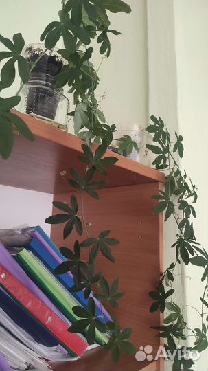 Пассифлора маракуйя