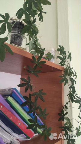 Пассифлора маракуйя