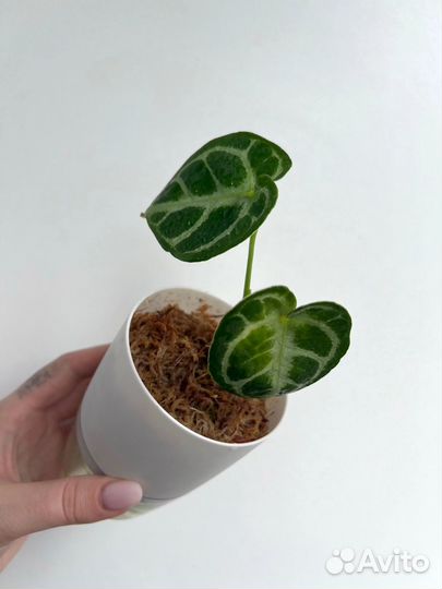 Маранта Амабилис Минт, Антуриум Сильвер Блаш