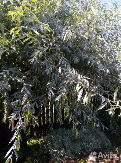 Декоративные кустарники