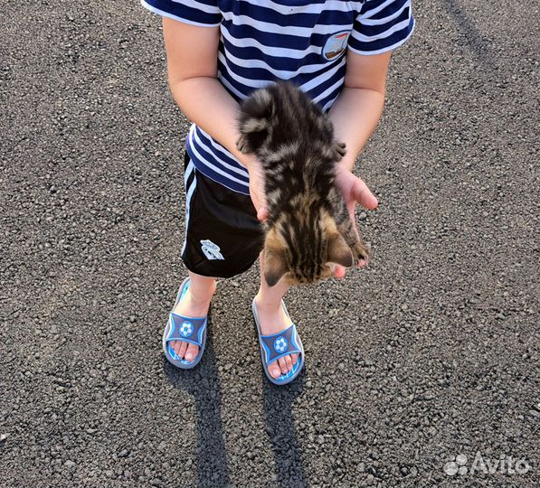 Котята бесплатно