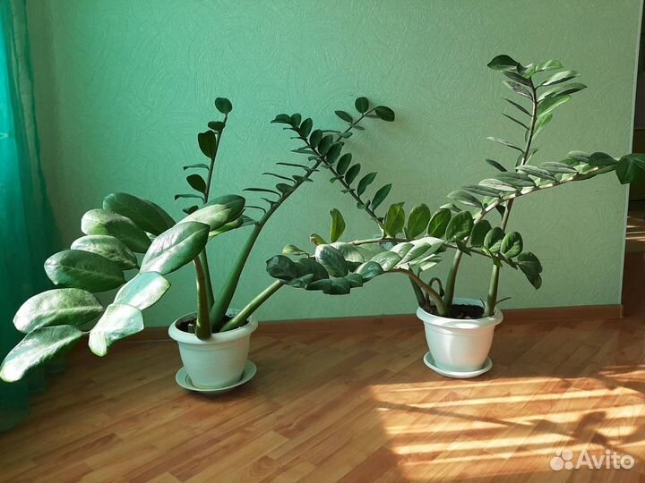 Комнатный цветок большой