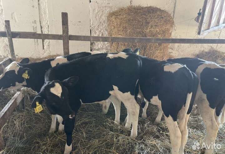Телята бычки