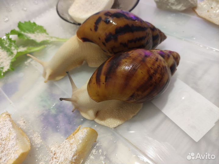 Улитки + большой контейнер