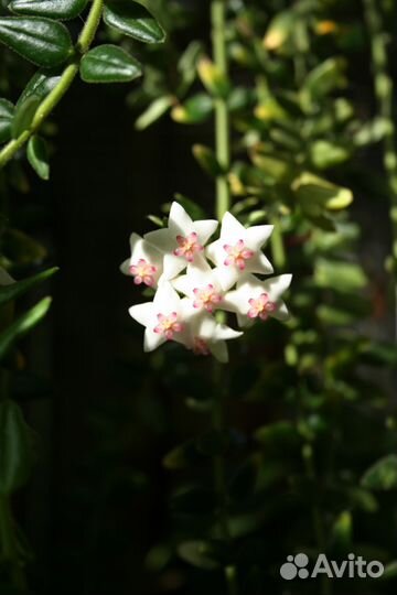 Черенки Хойя Weebella и Хойя Кагаенсис