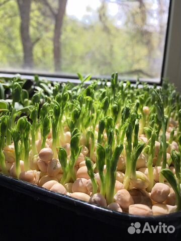 Микрозелень Тамбов