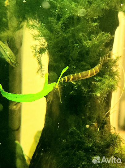 Аквариумы Dennerle и оборудование