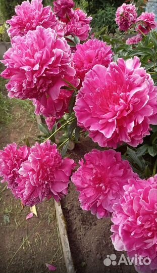 Многолетние садовые цветы (пионы,флоксы,астильба)