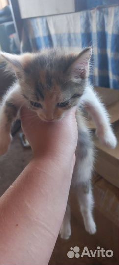 Кошки бесплатно