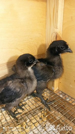 Продам цыплят Ухейилюй