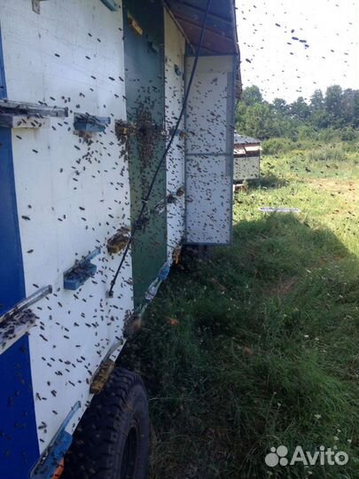 Свежий мёд 2023 г. с семейной пасеки