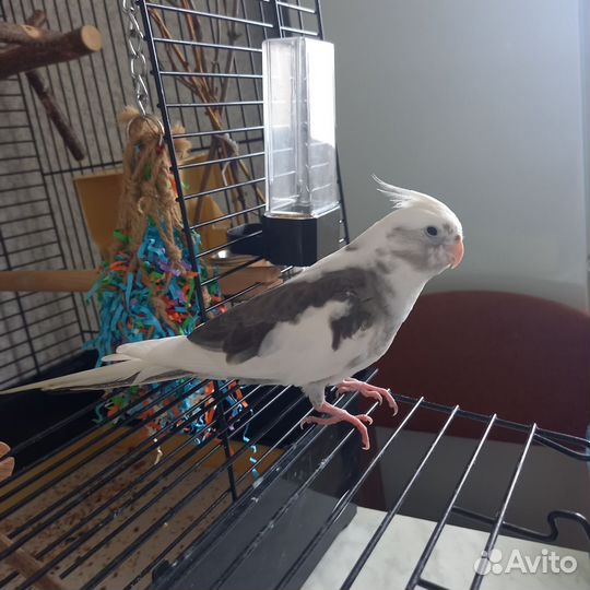 Попугаи корелла с клеткой