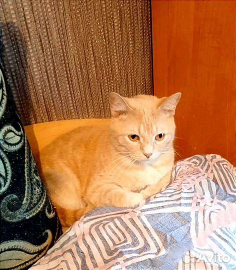 Сильно обаятельный рыжий кот Тимон ищет дом