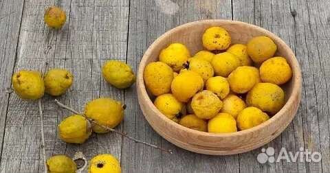 Сибирский лимонник- японская айва (хеномелес)