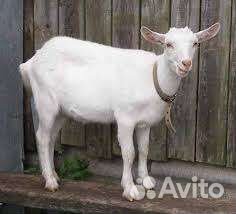 Зааненская дойная коза,второй окот