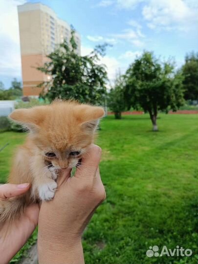 Рыженький котик- белый животик И не только он