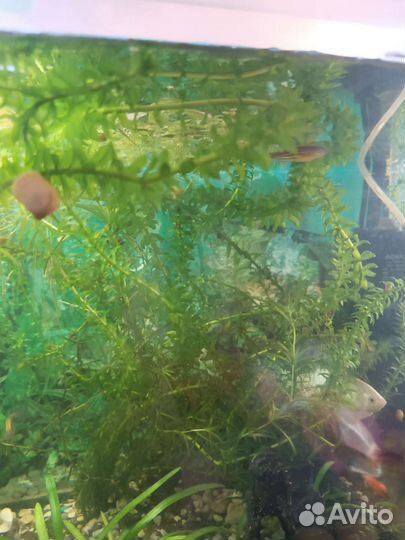 Аквариумные растения