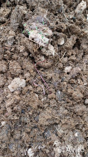 Конский навоз чистый без опилка из Клюшниково