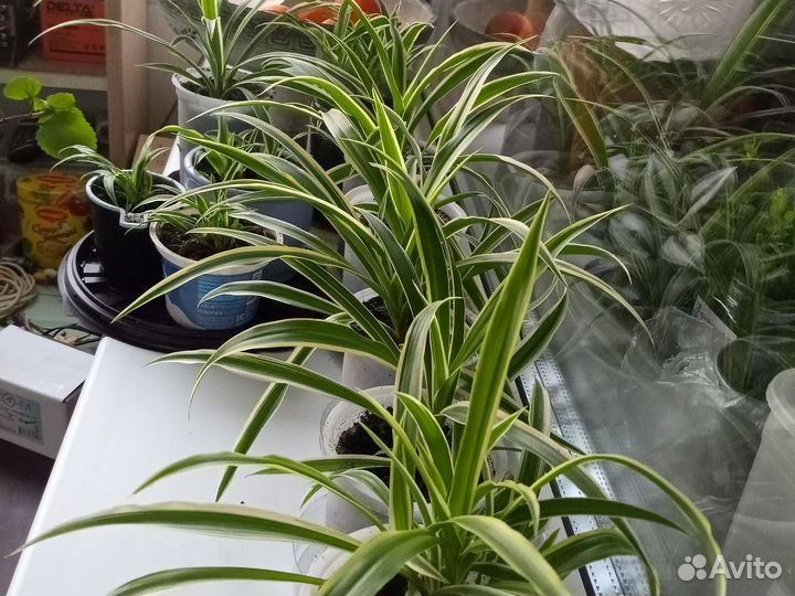 Хлорофитум