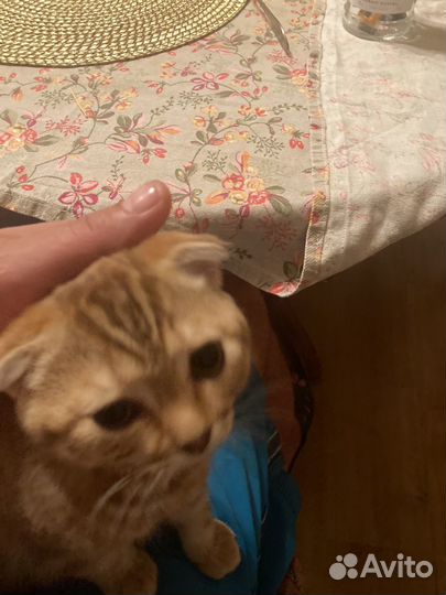 Шотландская вислоухая