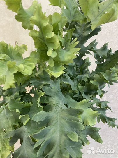 Флебодиум давана