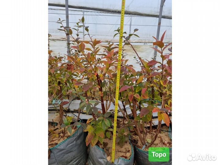 Голубика Сорт Торро