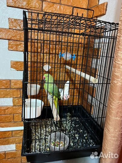 Ожереловый попугай