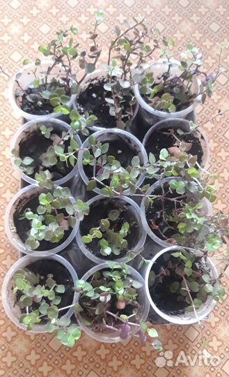 Комнатные цветы