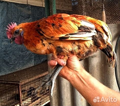 Молодые петушки