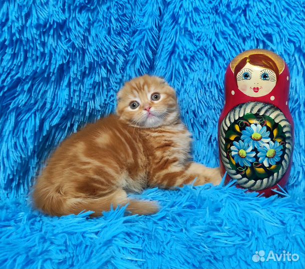 Яркая Красотка