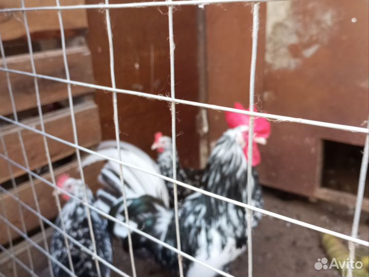 Молодки породных кур