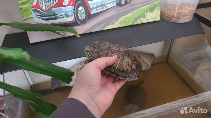 Террариум и 2 черепашки. Аквариум 2й в подарок